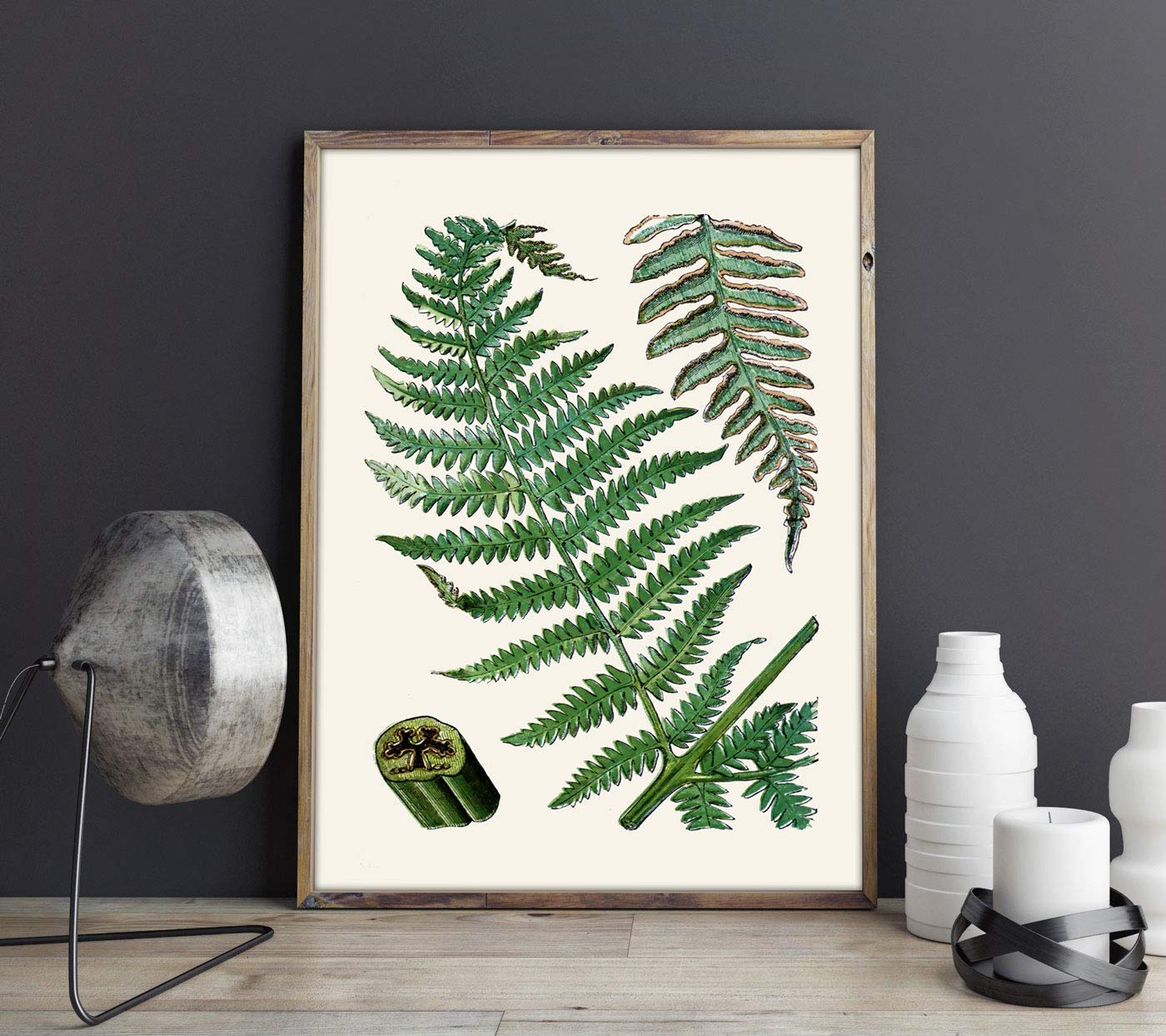 Amazon.de: Farne Druck Set aus botanischen Farndrucken 4 Farne Poster  botanische Wandkunst Farne Illustration Dekor Farne Dekor Farne Wandkunst  botanische Zeichnungen (30cm x 40cm)