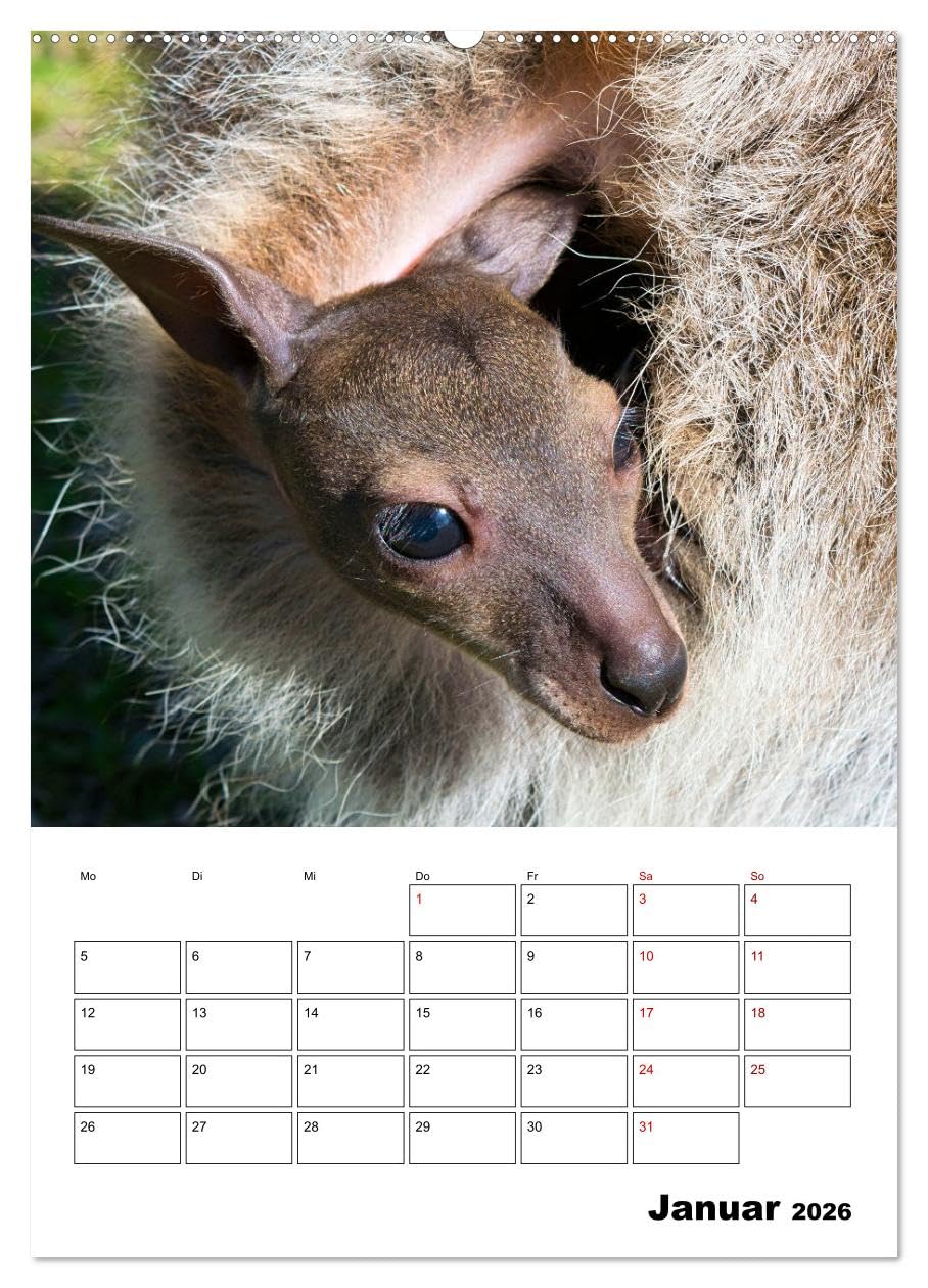 Australiens faszinierende Tierwelt (Wandkalender 2026 DIN A2 hoch), CALVENDO Monatskalender: Beeindruckende, exotische Tiere des roten Kontinents hautnah abgelichtet (CALVENDO Tiere)