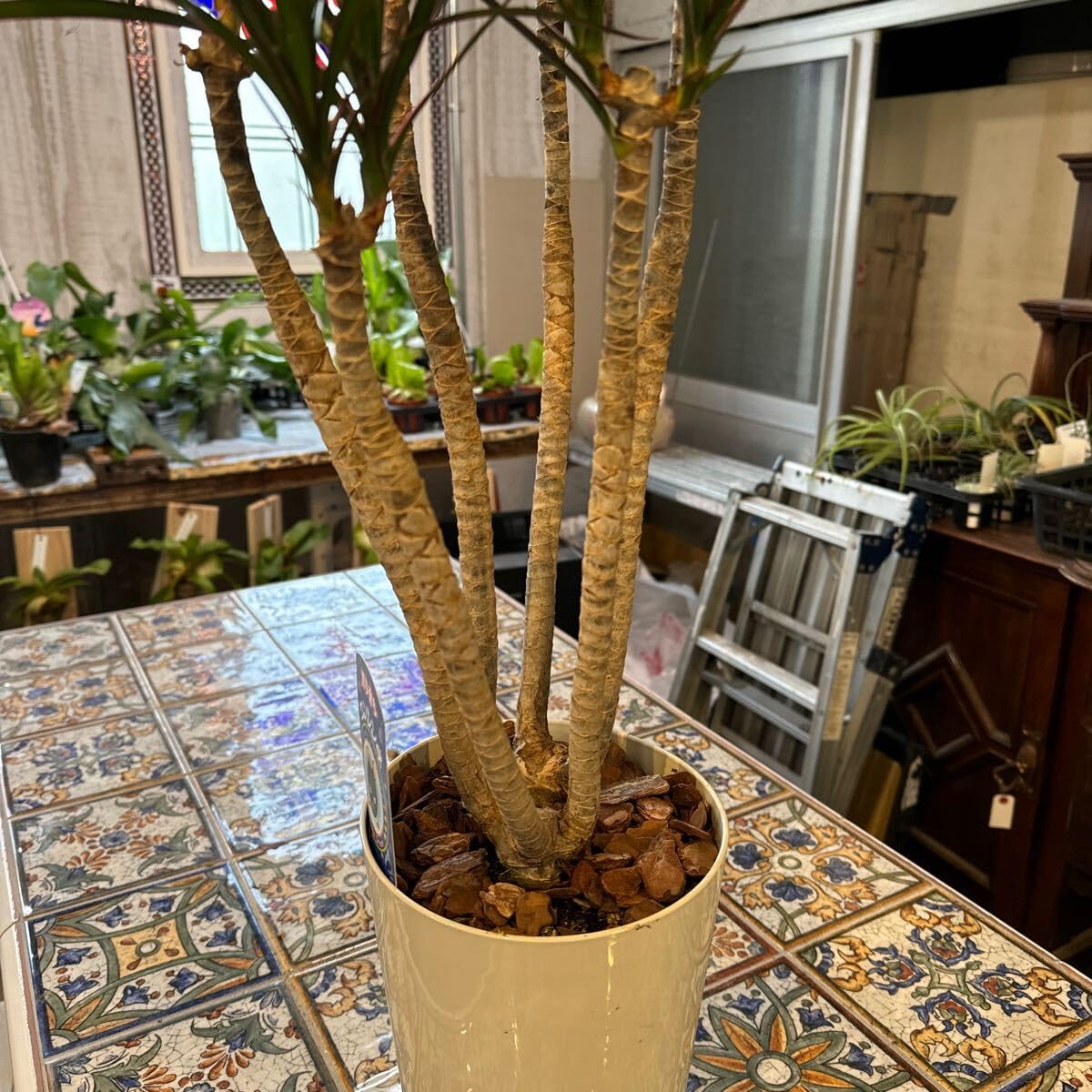 Amazon.co.jp: 博多育ち ドラセナ コンシンネ 7号 鉢底から約88cm 3月9