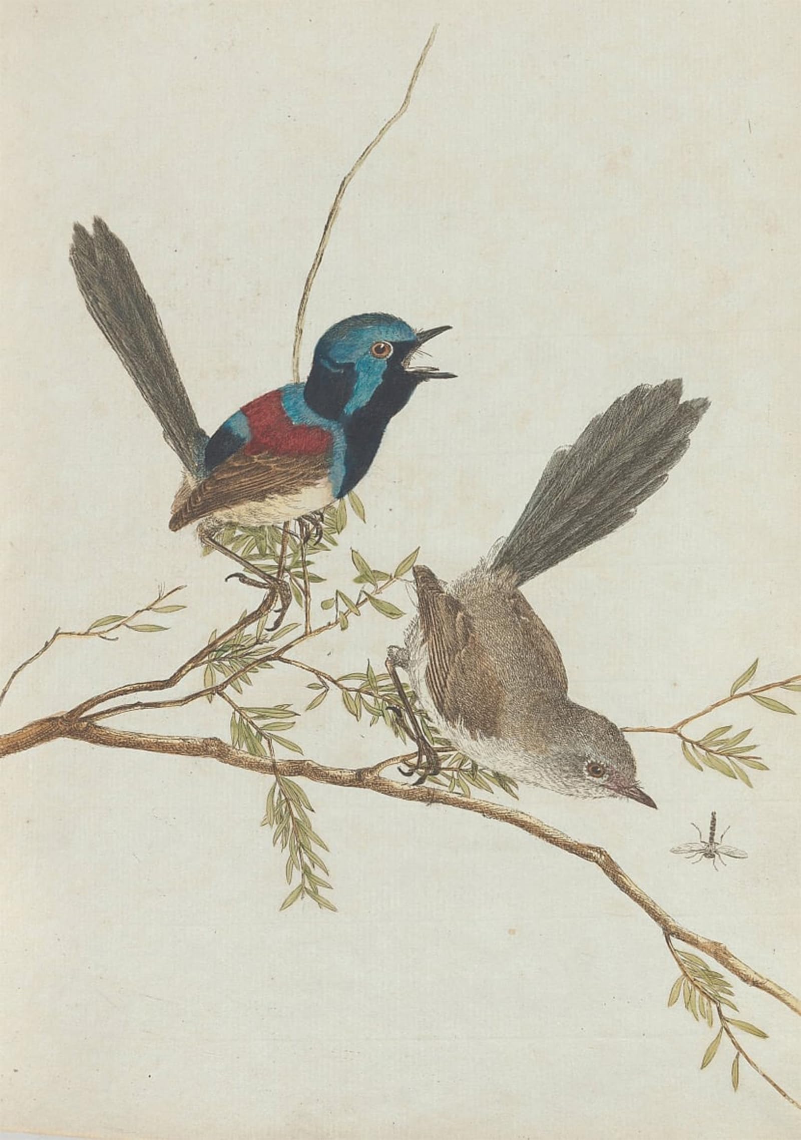 ARTXLXXBN Famous Art Print Poster Vintage Wall Art Birds of New South Wales with Their Natural History by William Lewin Canvas Art Poster for Home Decor 60x90cm