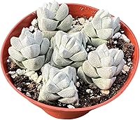 Vista 13 de Cadena de perlas (Senecio Rowleyanus) de 4 pulgadas, suculenta viva enraizada en macetas con mezcla de tierra, planta doméstica rara para decoración