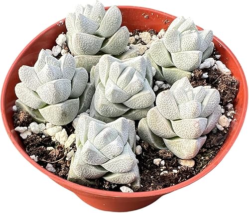 Miniatura 8 de Sprout N Green Graptopetalum paraguayense cv.Bronce, suculenta viva totalmente enraizada en maceta de 4 pulgadas, planta de casa rara para el hogar