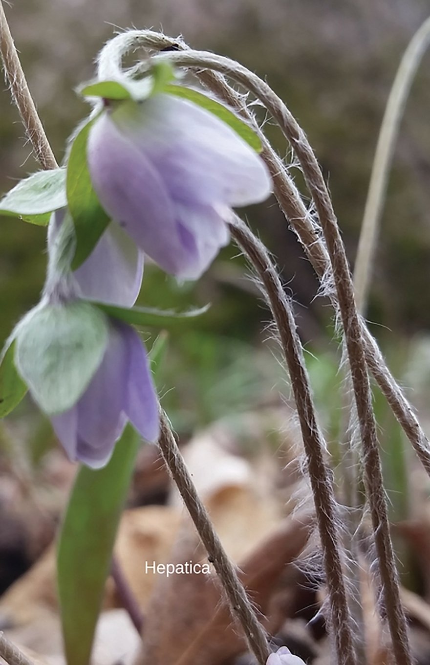 Hepatica: Journal (Wildflowers)