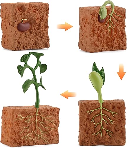 Miniatura 3 de 4 unids ciclo de vida plantas verdes juguete educativo PVC ciclo de crecimiento planta falsa juguete para niños herramienta de enseñanza
