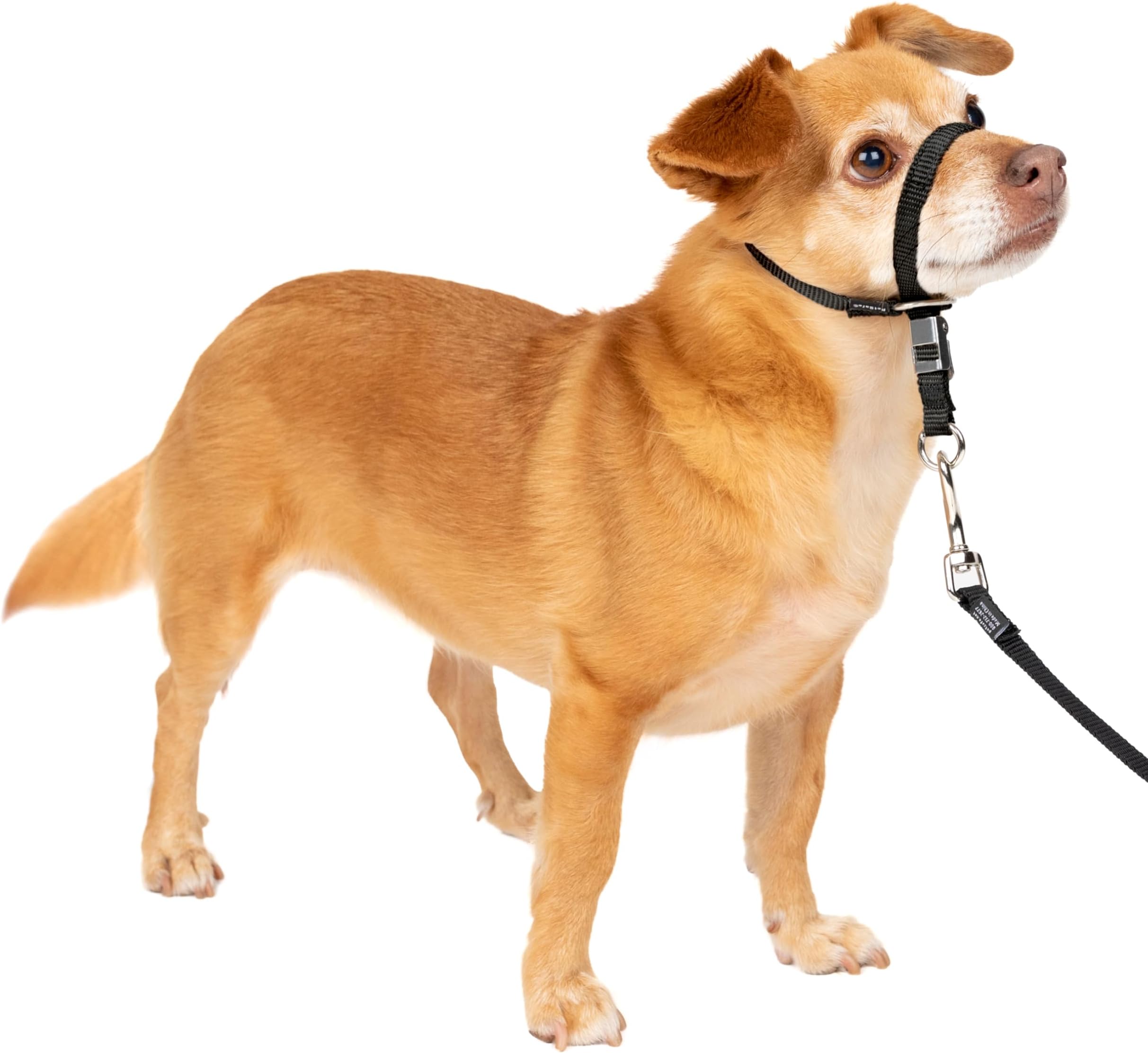 PetSafe Gentle Leader Headcollar No-Pull Dog Collar - Helps Improve Walks - Durable Nylon Construction - Padded Nose Loop - Adjustable Fit - Comfort Walking Halter - Petite, Black