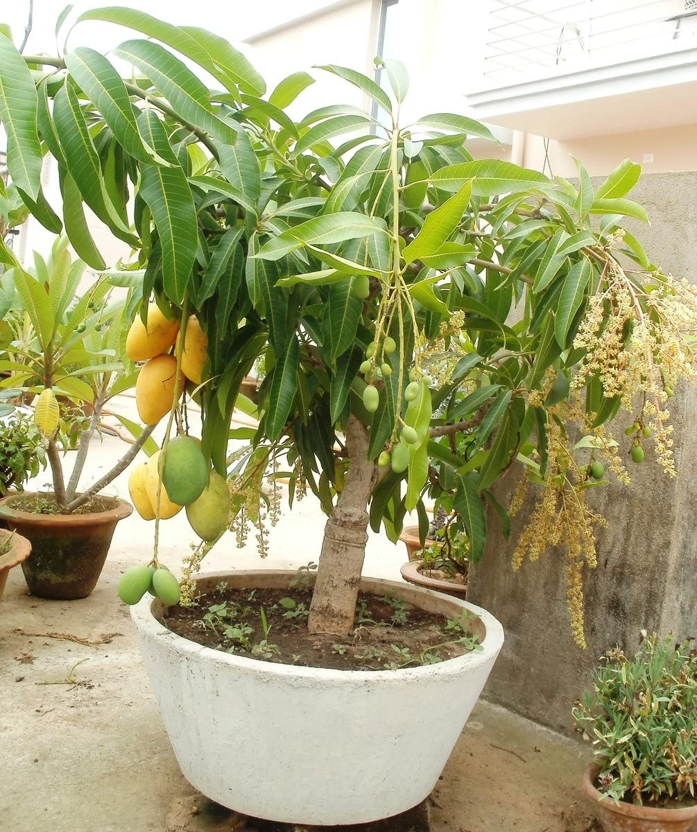 All time mango plant outdoor Garden grafting tree