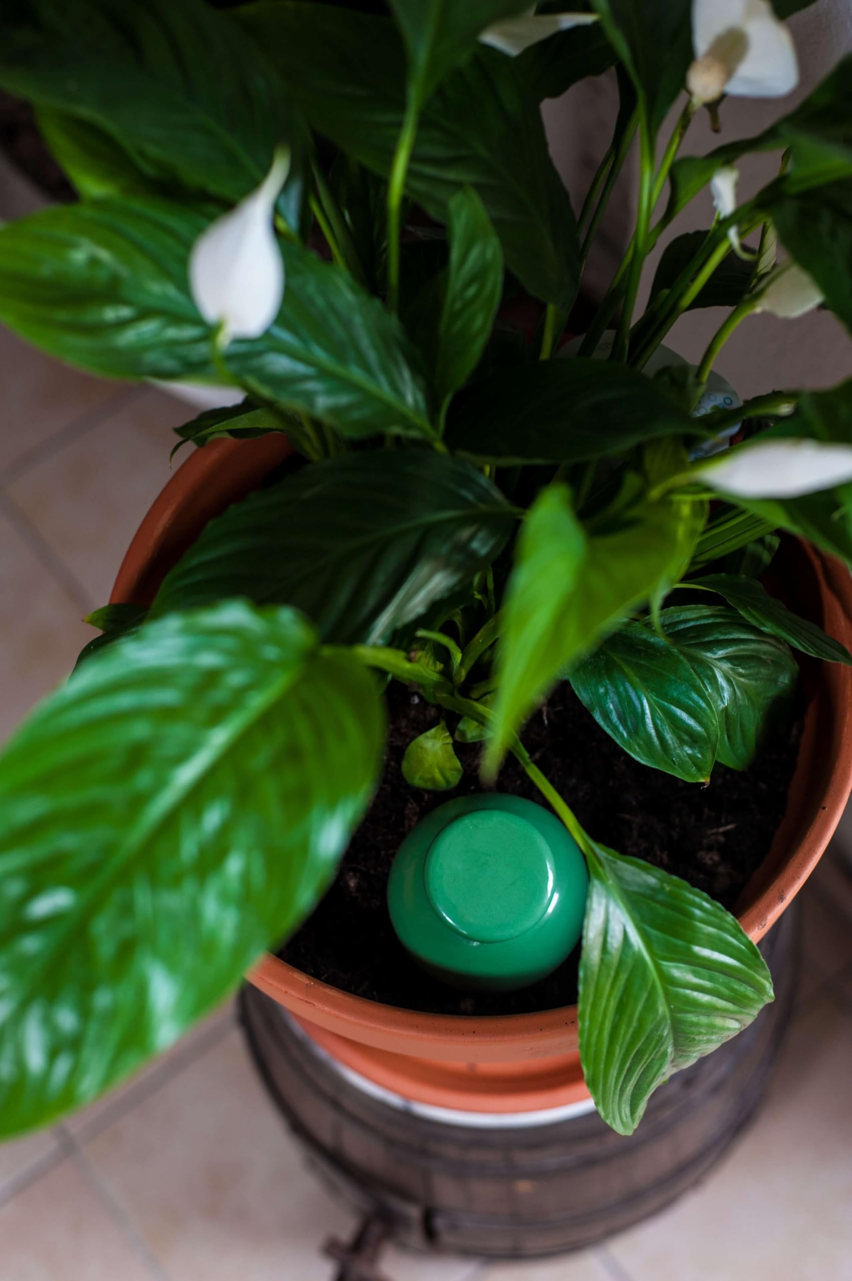 3 Oyas a Planter en Terre Cuite de 300 ML en Couleur - avec Couvercle- Goutte a Goutte pour Plante d'interieur - ollas (Vert)