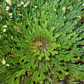 Selaginella lepidophylla (Rose of Jericho) - Tender Perennial - Easy to Care for - Unkillable Houseplant to Display in Any Room - 1 X 10cm Gift Box by Thompson and Morgan