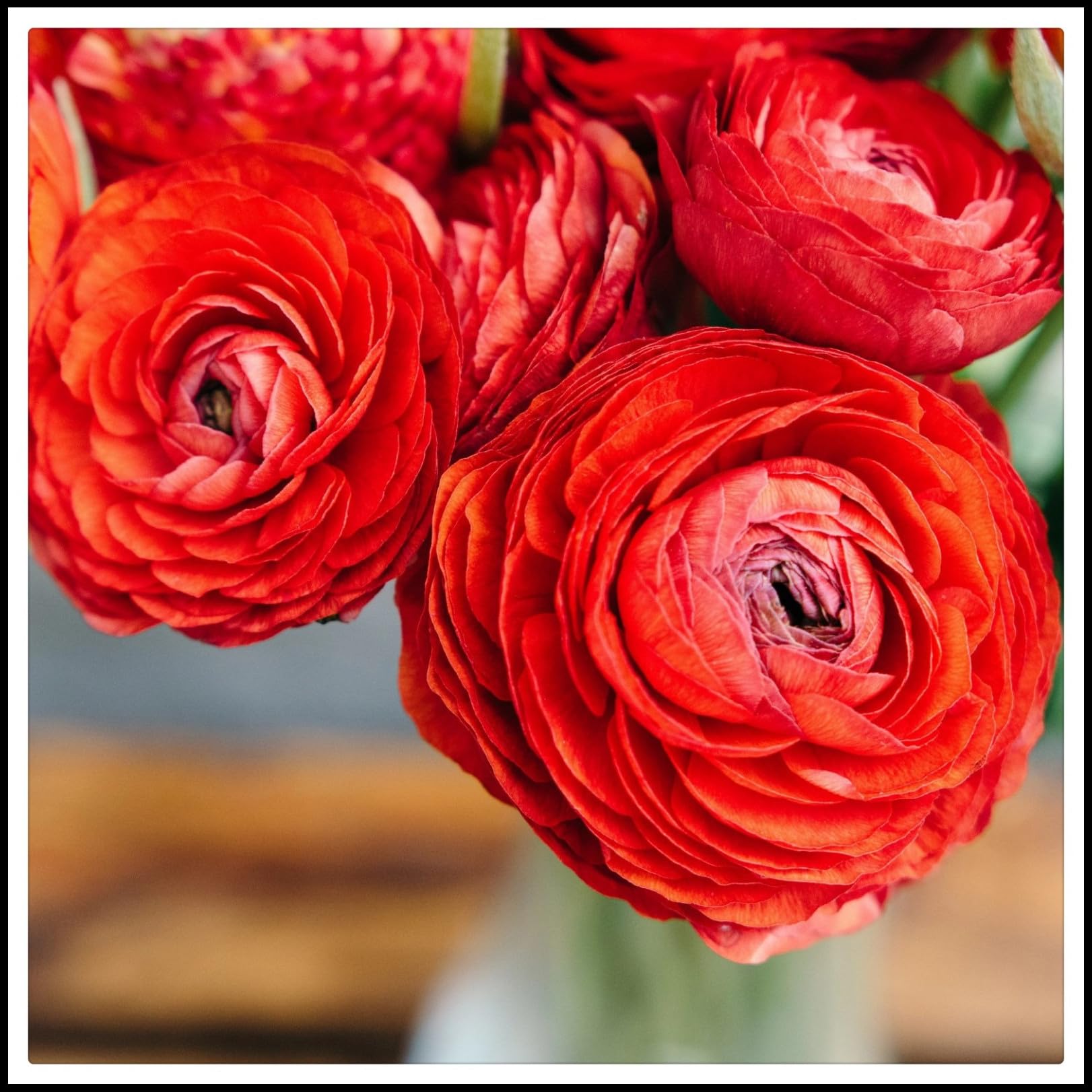 Amazon | ラナンキュラス 球根 通販、ラナンキュラスの球根、花  