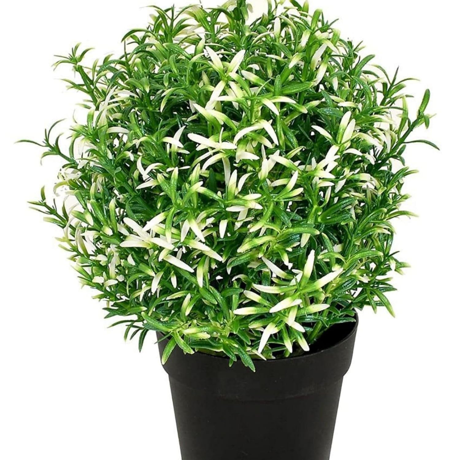 Gurveplantationi Live Rosemary Plant Ornamental, Mosquito Repellent, A Wonderful Herb for Any Kitchen Garden with Black Plastic Pot (White) (B0D6YW26SS) Amazon Price History, Amazon Price Tracker