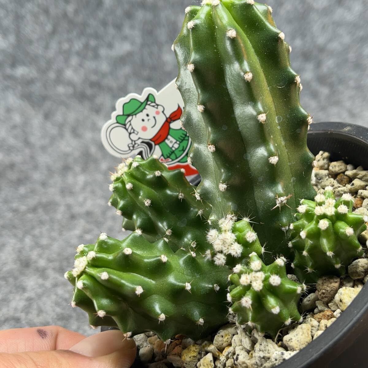 Amazon.co.jp: 鉢ごと発送エキノセレウス 鬼見城 chinocereus