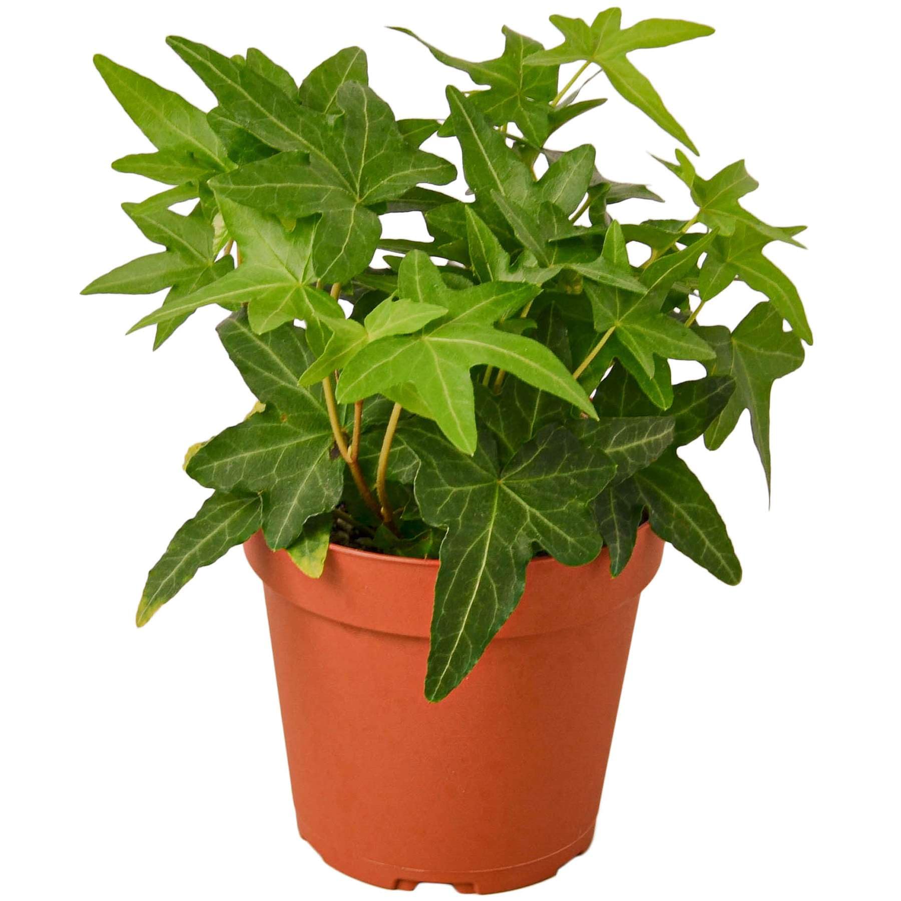 English Ivy Green Live Plant by Thirsty Leaves