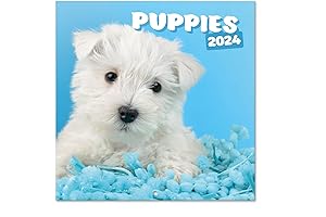 Dogs Wall Calendar 2024 12" x 12" FSC® Plastic Free