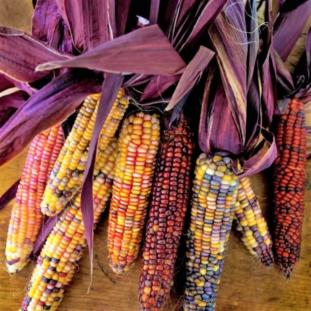 TomorrowSeeds Seneca Red Stalker Ornamental Corn