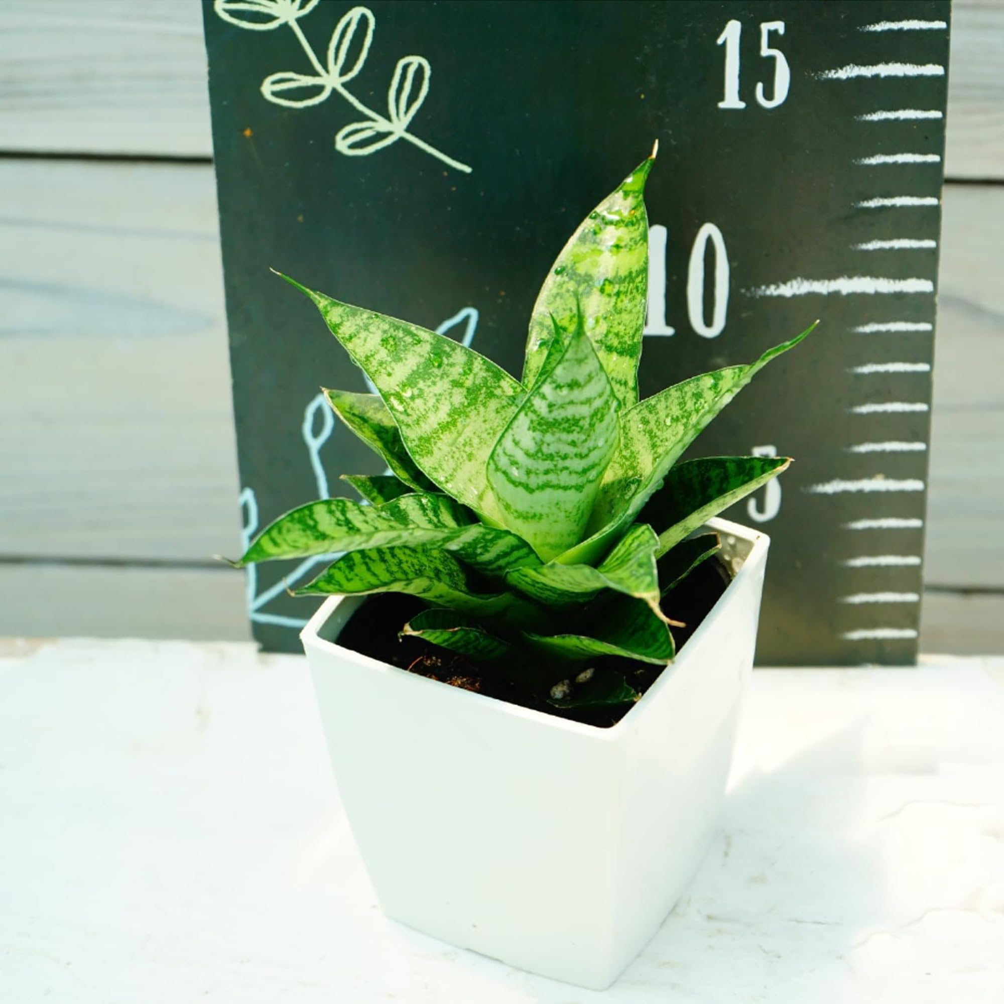 Amazon.co.jp: サンスベリア ハイブリッド 3号 スクエア鉢 1鉢 鉢色