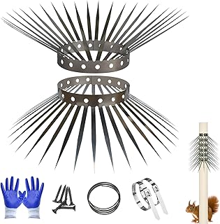 Can Squirrels Carry Rabies? Uncovering The Truth About Wildlife Risks ...