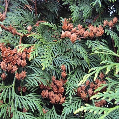 Thuja plicata (Western Redcedar, Western Red Cedar) Tree Seeds, Attractive