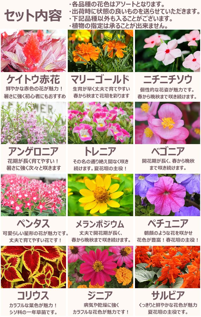 花卉39 Amazon.co.jp: 当店オープン10周年記念！お値段そのままで今だけ