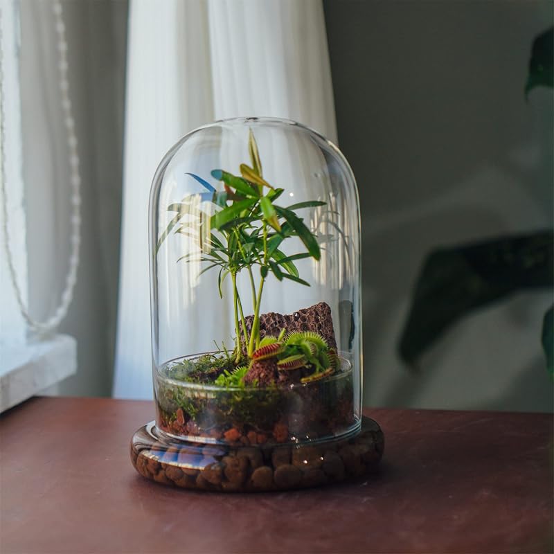 NCYP Üvegharang Dekoratív Búra 15x21cm Virághoz Terrárium Tárolóedény