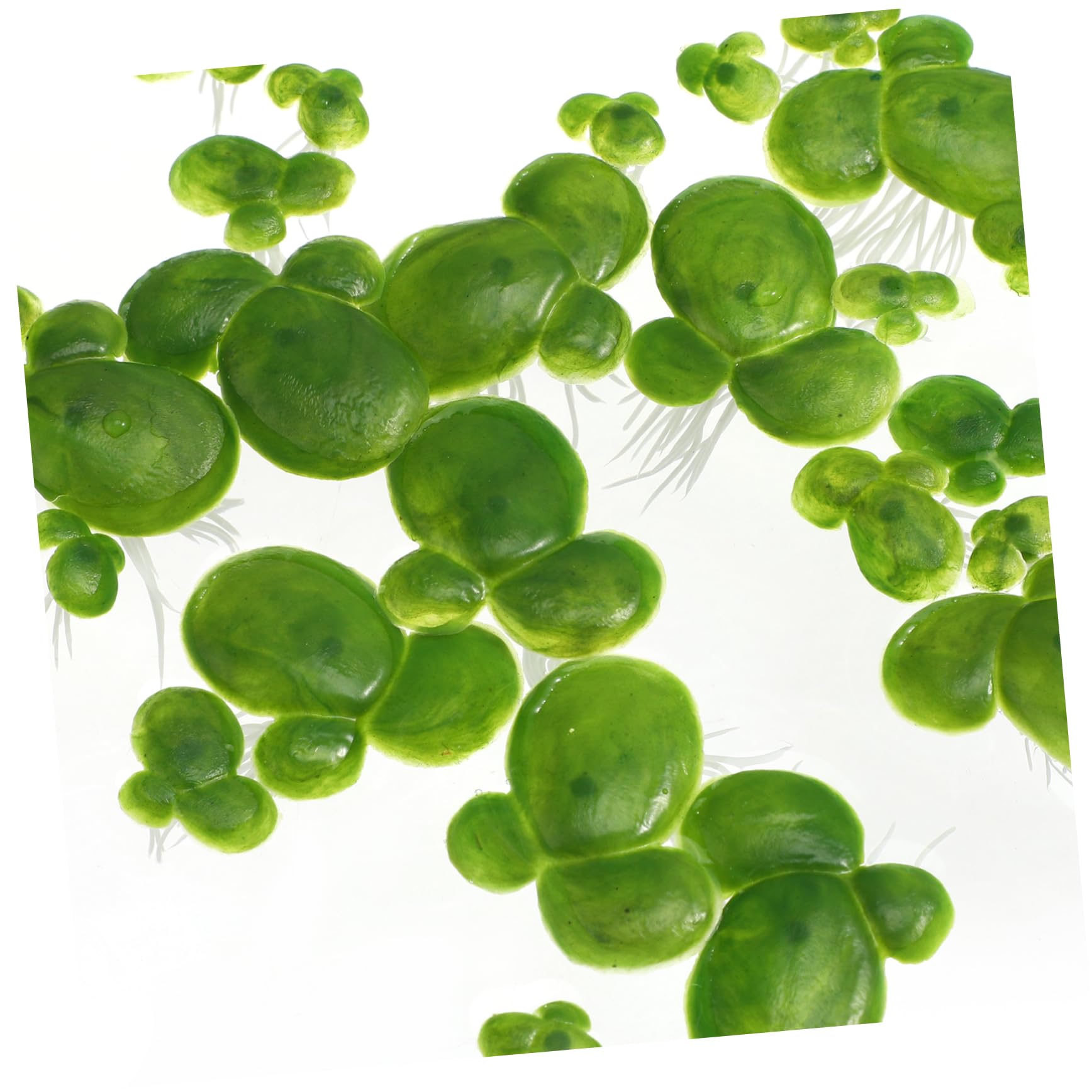 4paquetes Acuáticas Artificiales De Lenteja Flotante De Decoración Natural para y Peceras Hechas De Plástico y Resistente Al Agua