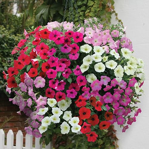 Miniatura 2 de Semillas Petunia Supercascade Mix Ampel Flores Anuales