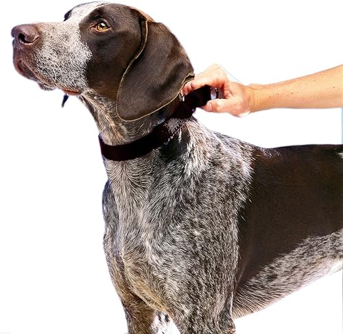 Miniatura 7 de Collar pequeño de PetSafe, Azul Royal