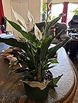 Review Image by Amazon Customer
