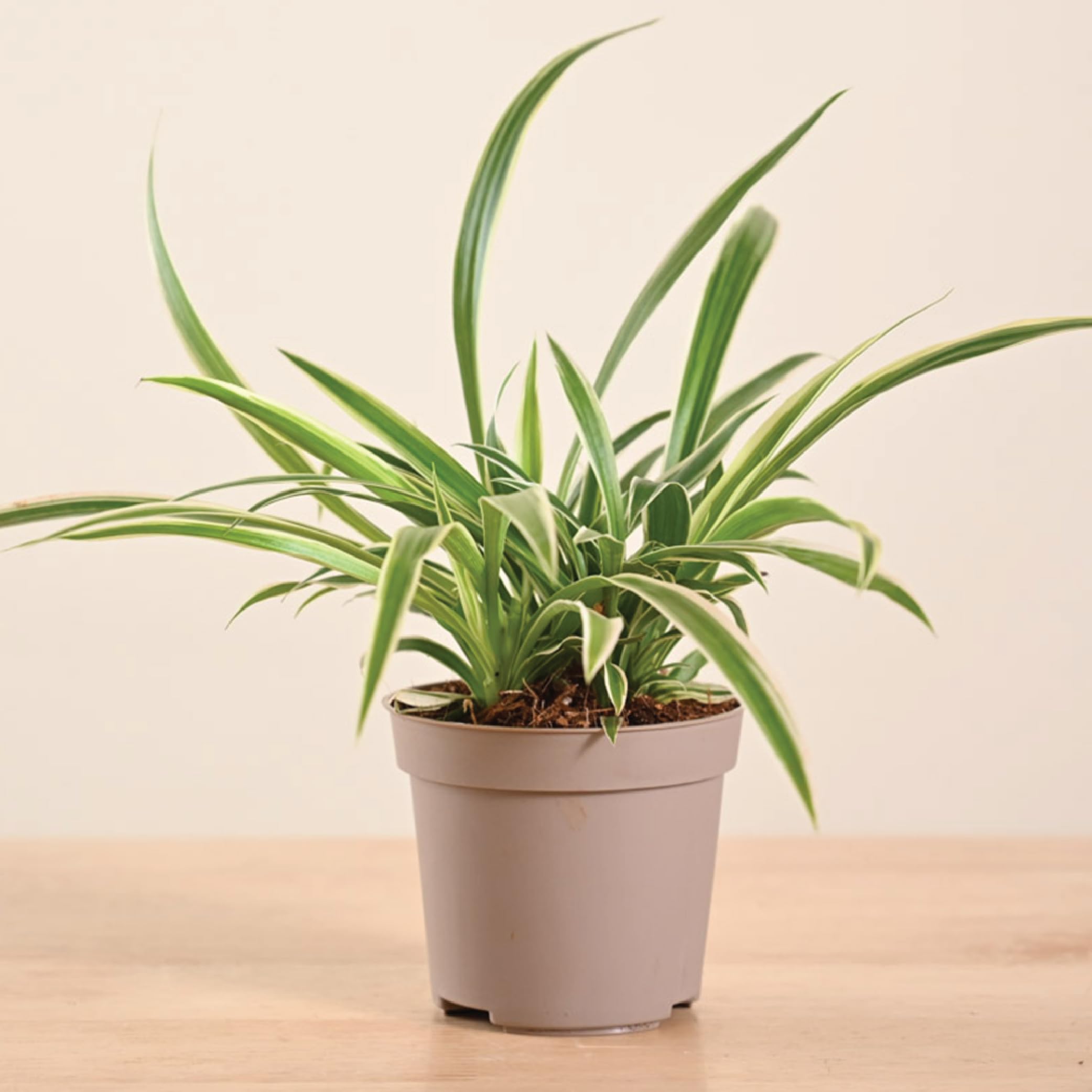 UGAOO Spider Live Plant With Grow Pot