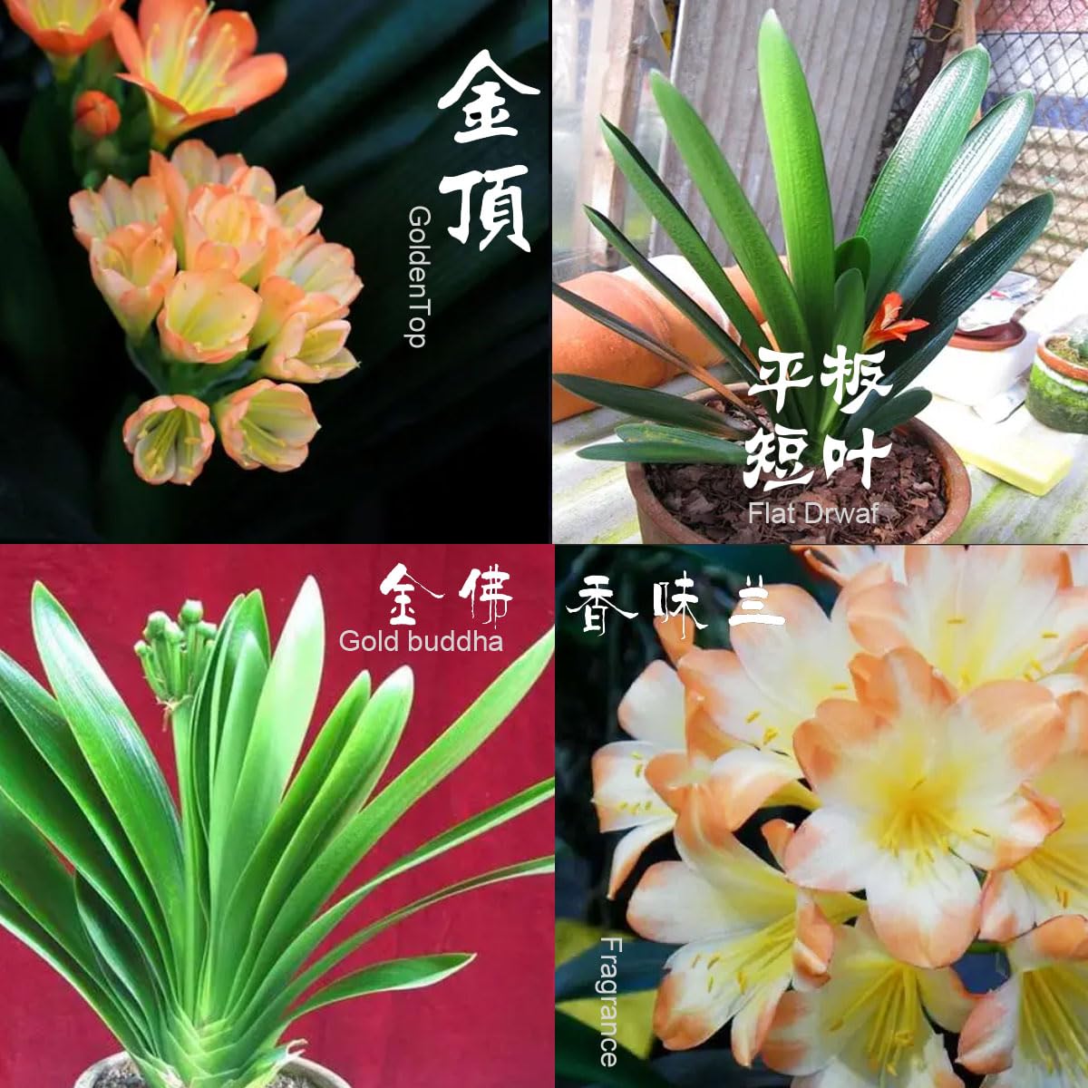 Baby Clivias-Clivia One Leaf 君子兰一叶小苗 金顶 金佛 立板短叶 金皇冠 平板麻油 208龙头 (金顶 Golden Top)