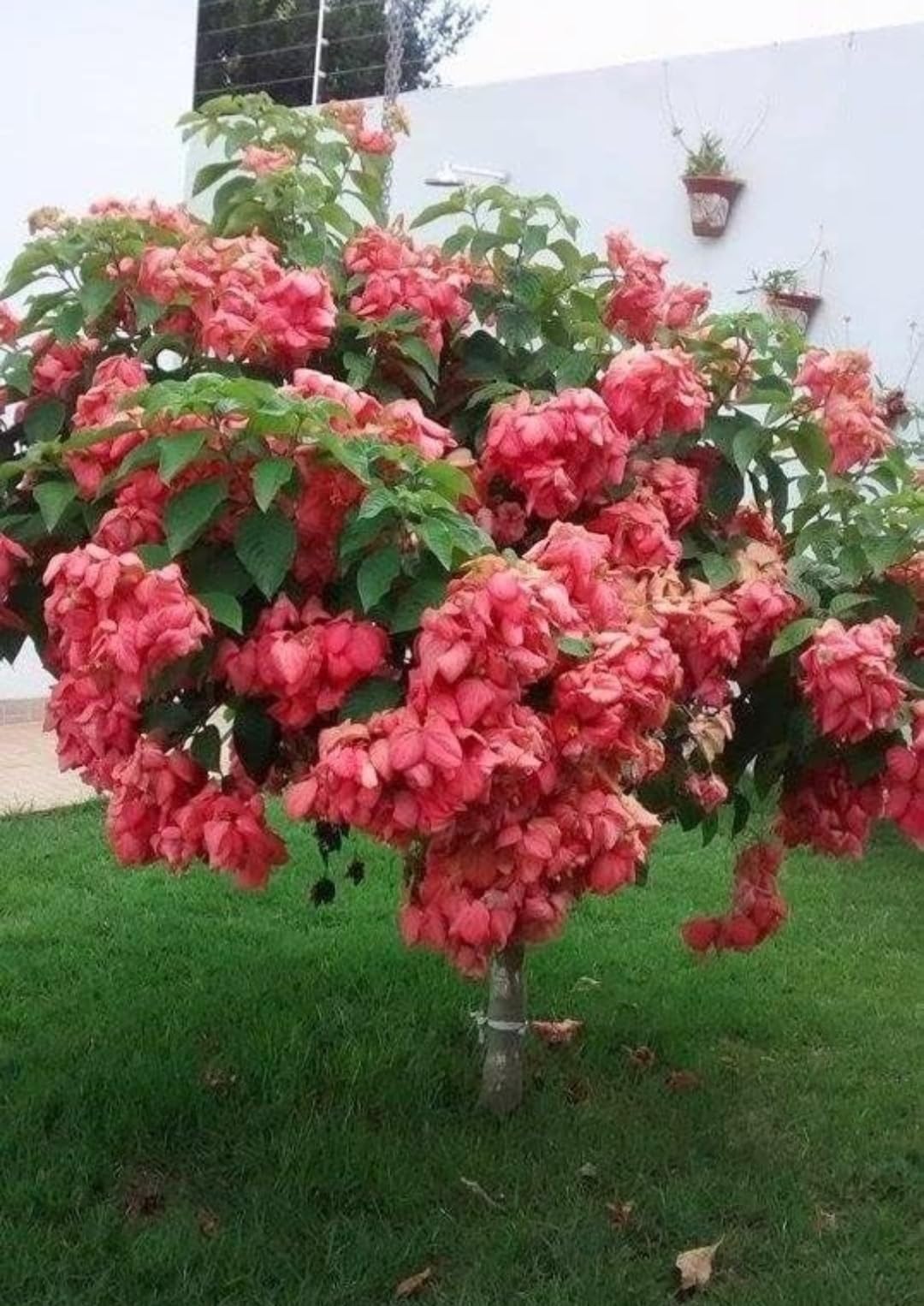 MBPLANT Rosa mussaenda pink beautiful flower outdoor living plant healthy plant live plant (Pack Of 1) (B0D7DBH9D4) Amazon Price History, Amazon Price Tracker