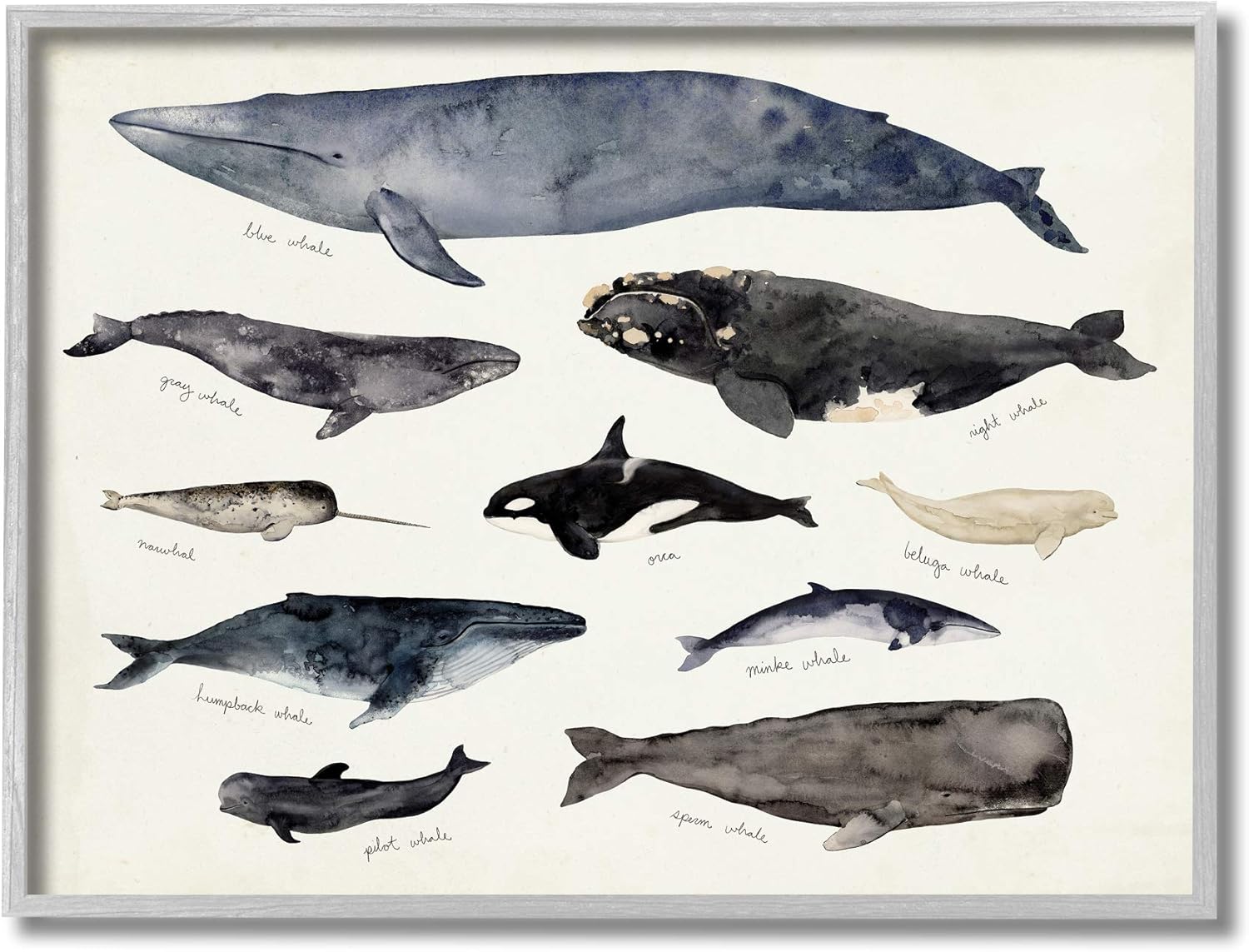 Stupell Industries Vintage Nautical Chart of Whales Ocean Life,Grey Framed,16 x 20
