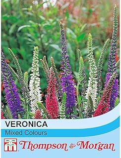 Veronica (Mixed Colours) (Speedwell) 1 Packet (40 Seeds) by Thompson and Morgan