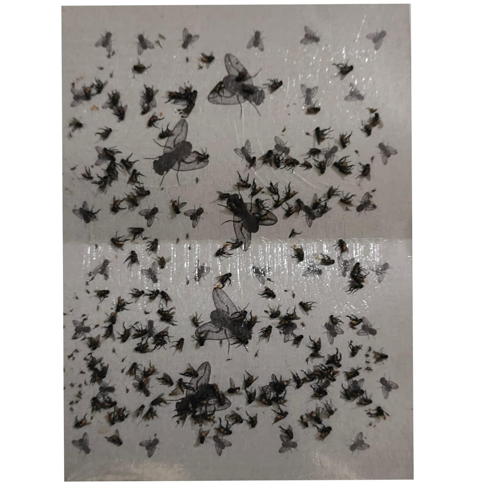 Fly Glue Trap Sticker Paper/Sticky Traps Sticky Fly Board Trap for Home, Office, Hosptial, Bakery, Fish Chiken Stall etc-image-34