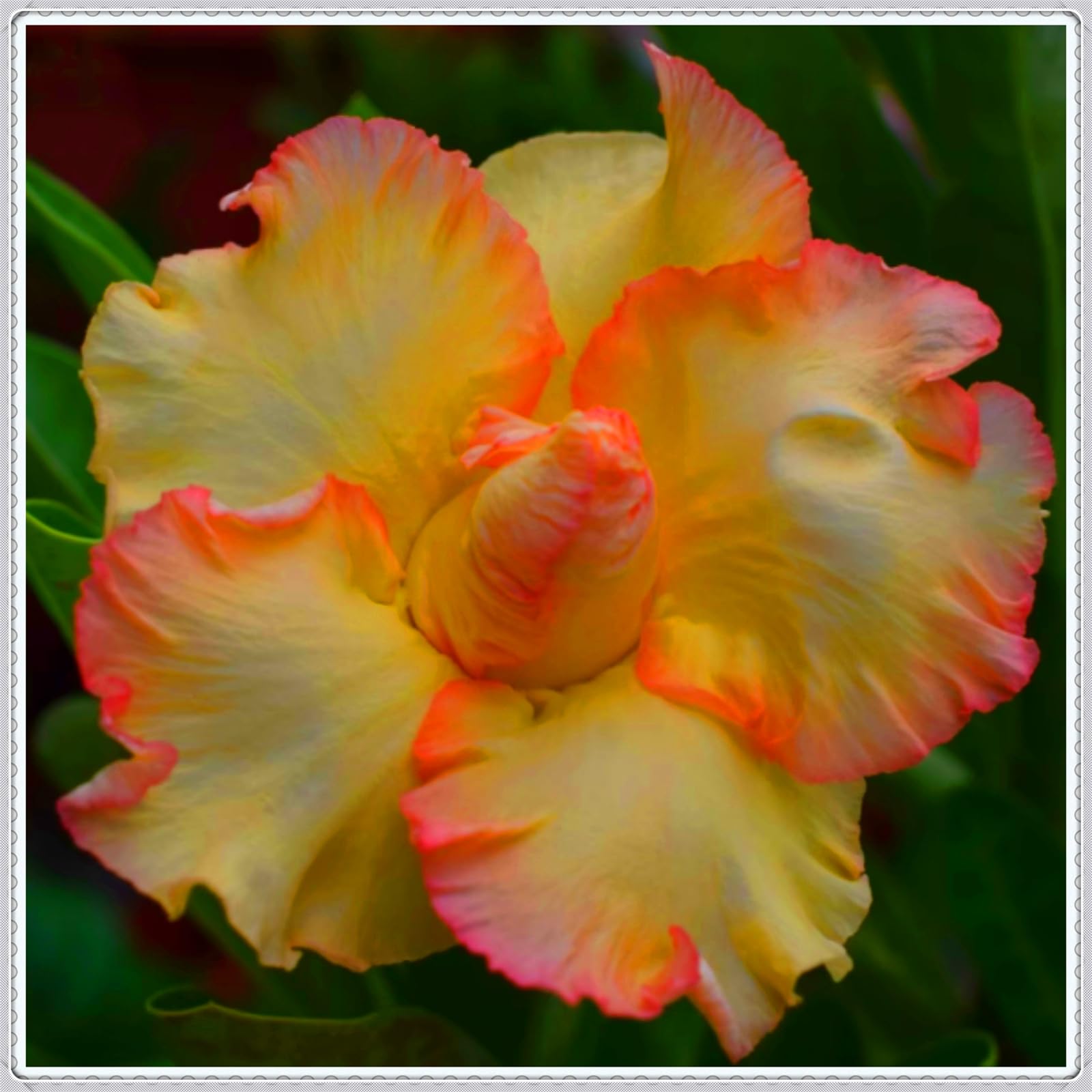 Mix Garden Bulbs, Desert Rose Bulbs, Golden Beautiful, Desert Rose Plant Bulbs, Adenium obesum Plant, Wedding Flowers, 4Bulbs-E