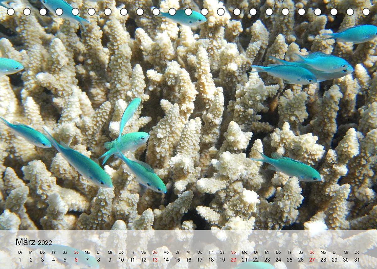 Die Welt der Riffe. Seesterne, Korallen, Anemonen (Tischkalender 2022 DIN A5 quer): Die erstaunlichen Gärten und Blütenformen der Meere (Monatskalender, 14 Seiten ) (CALVENDO Tiere)