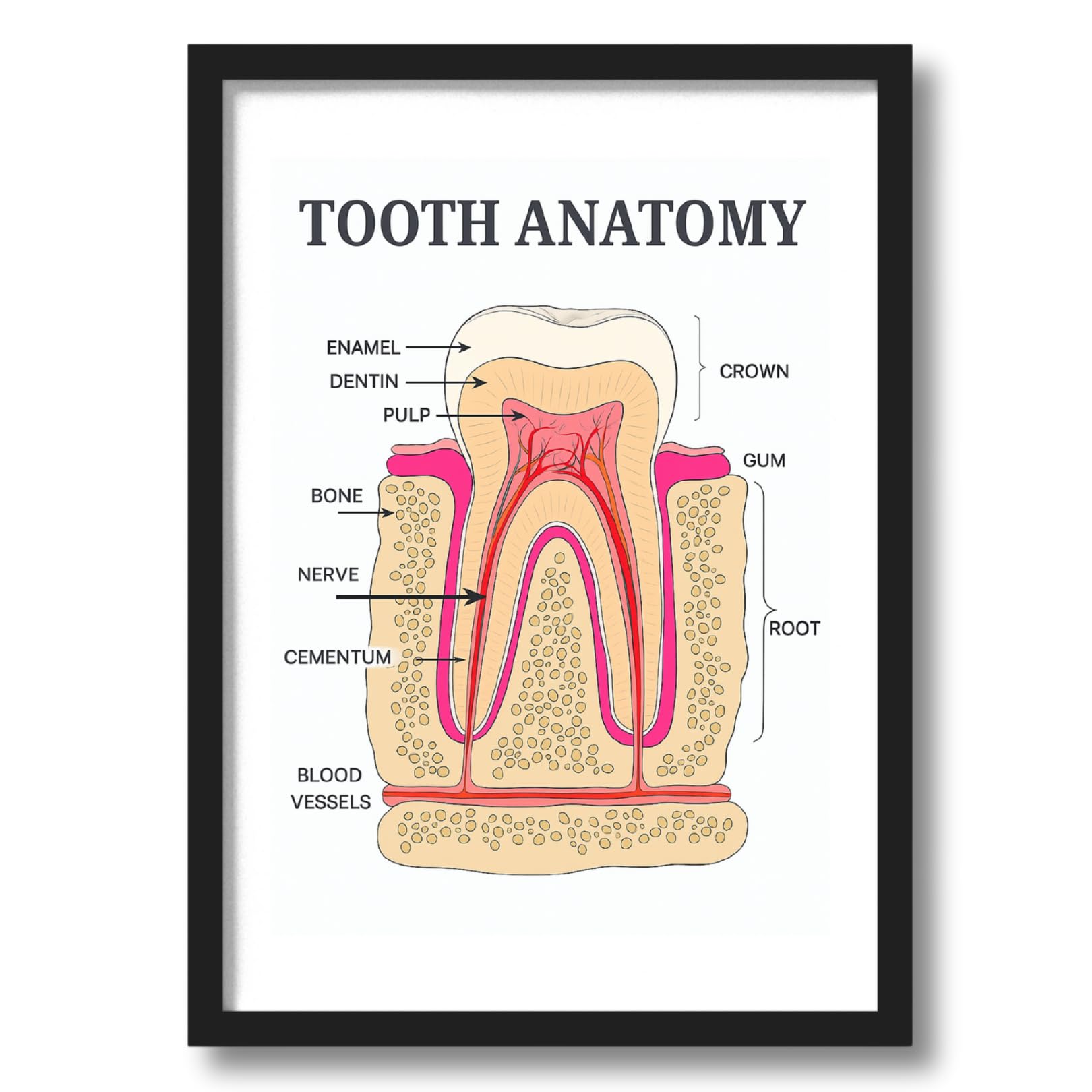 ArtAction Tooth Anatomy Wall Frame Poster | A4 Size Framed Dental Educational Poster for Clinic, Office & Study Room | Detailed Tooth Structure Wall Decor Gift for Dentists & Students-image-33