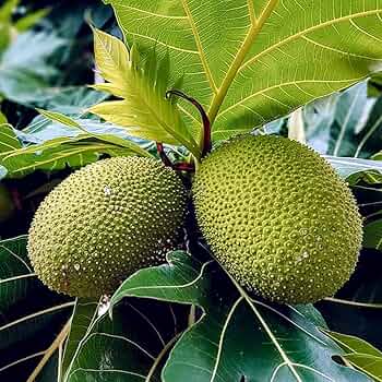 71LA66wSo8L._AC_UF350,