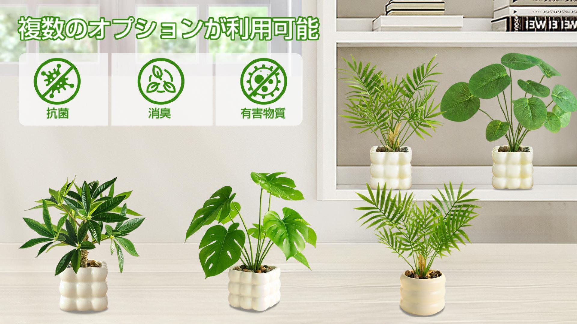 Amazon｜光触媒 フェイクグリーン ミニ観葉植物 熱帯観葉植物 金のなる