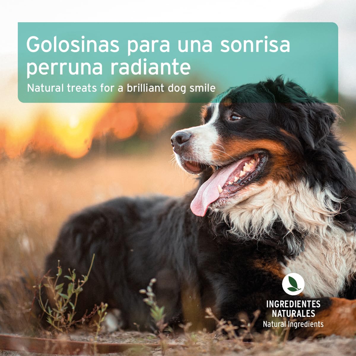 AniForte Denta Snack para Perros 300 g - Cuidado Dental Natural, contra el Mal Aliento, golosinas para Perros para Unos Dientes sanos, para la higiene bucal y el Cuidado Dental