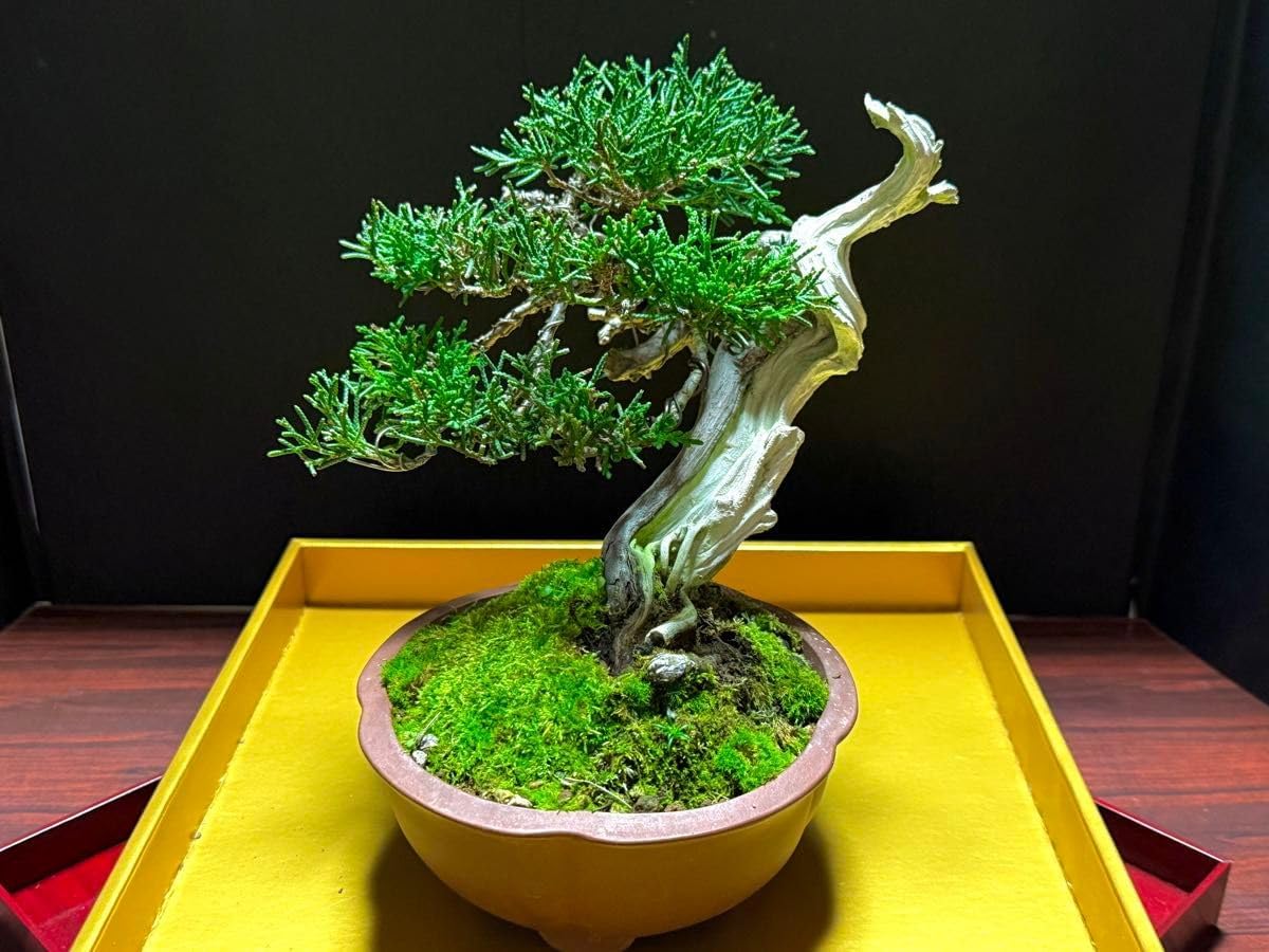 盆栽 糸魚川真柏 舎利 シャリ