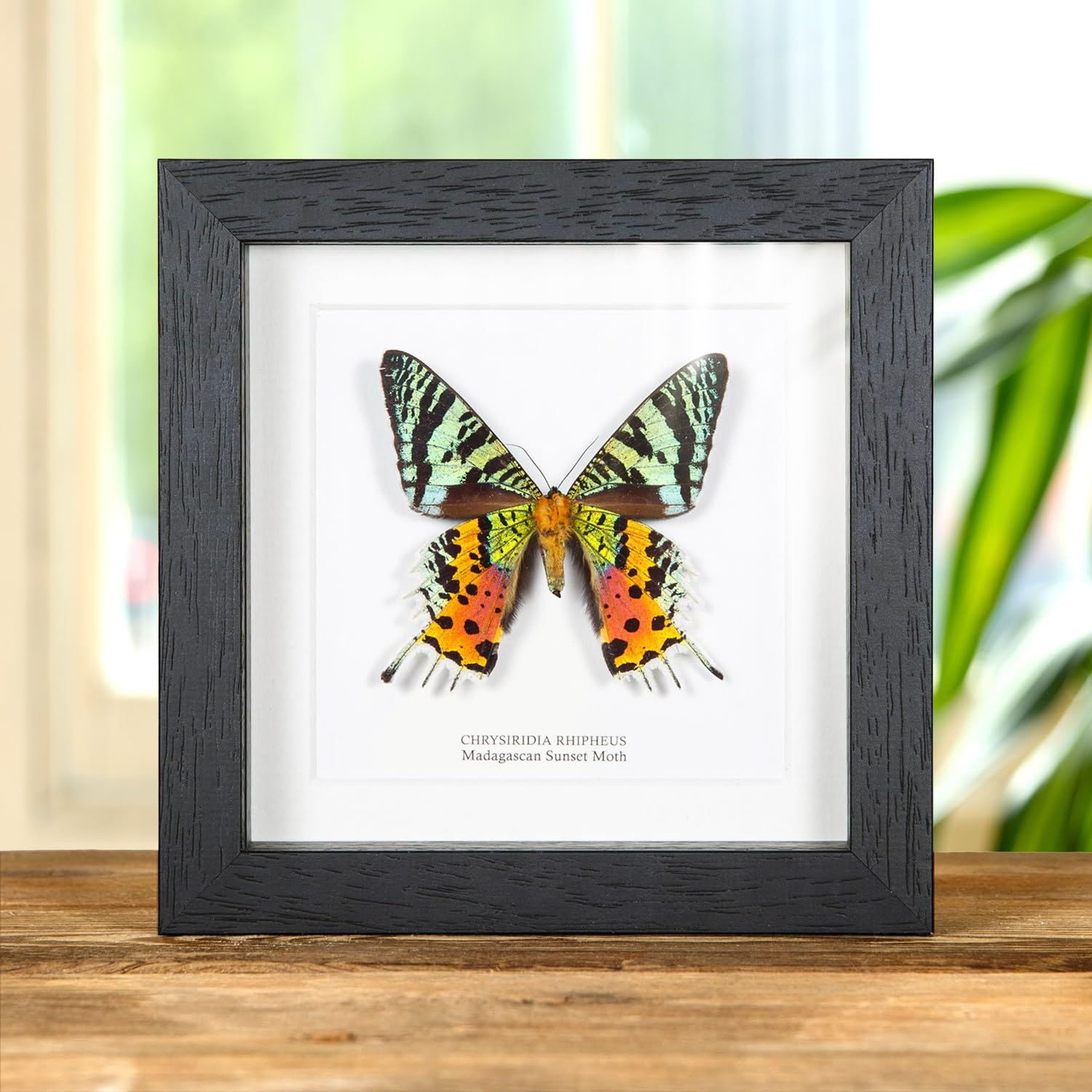 Minibeast Madagascan Sunset Moth Entomology Frame (Chrysiridia rhipheus)