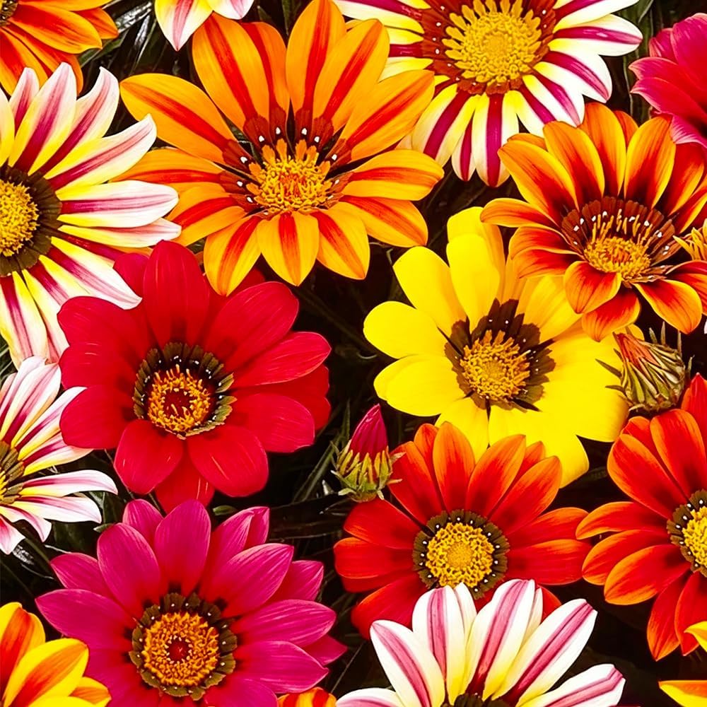 Flores