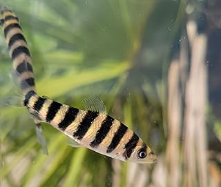 Banded Leporinus, Leporinus affins