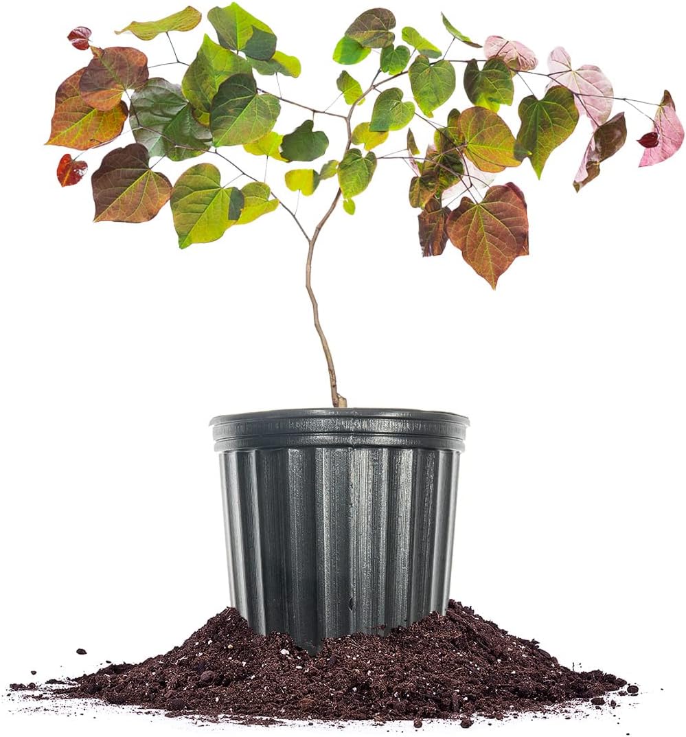 PERFECT PLANTS Ruby Falls Weeping Redbud Tree 2-3ft Tall | Vibrant Heart Shaped Leaves | Incredibly Easy to Maintain, Purple Foliage & Flowers Offer Beautiful Display