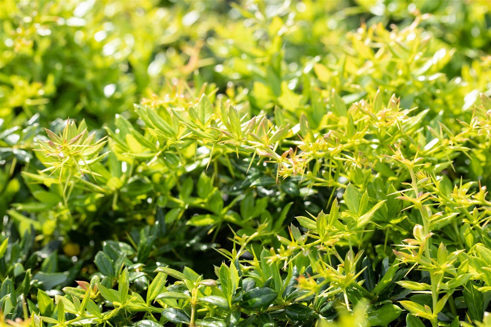 Berberitze Berberis frikartii Verrucandi 40-50 cm Heckenpflanze winterhart | Sichtschutz, Bienenweide, sonnig bis halbschattig, schnittvertraeglich, robust, dekorative Blüten im Frühsommer