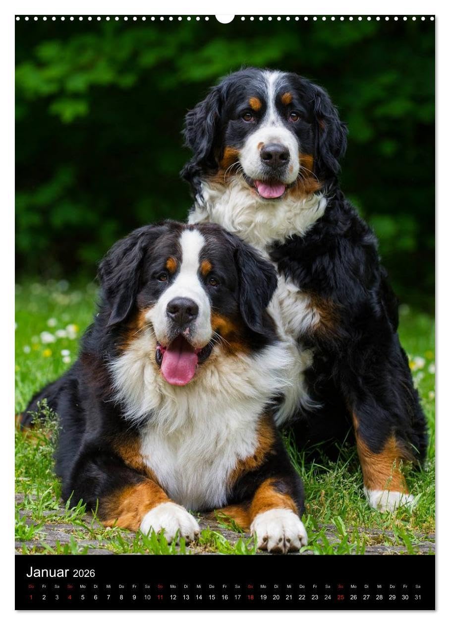 Faszination Berner Sennenhund (hochwertiger Premium Wandkalender 2026 DIN A2 hoch), Kunstdruck in Hochglanz: Auf 13 bezaubernden Fotos begleiten uns Berner Sennenhunde durch das Jahr (CALVENDO Tiere)