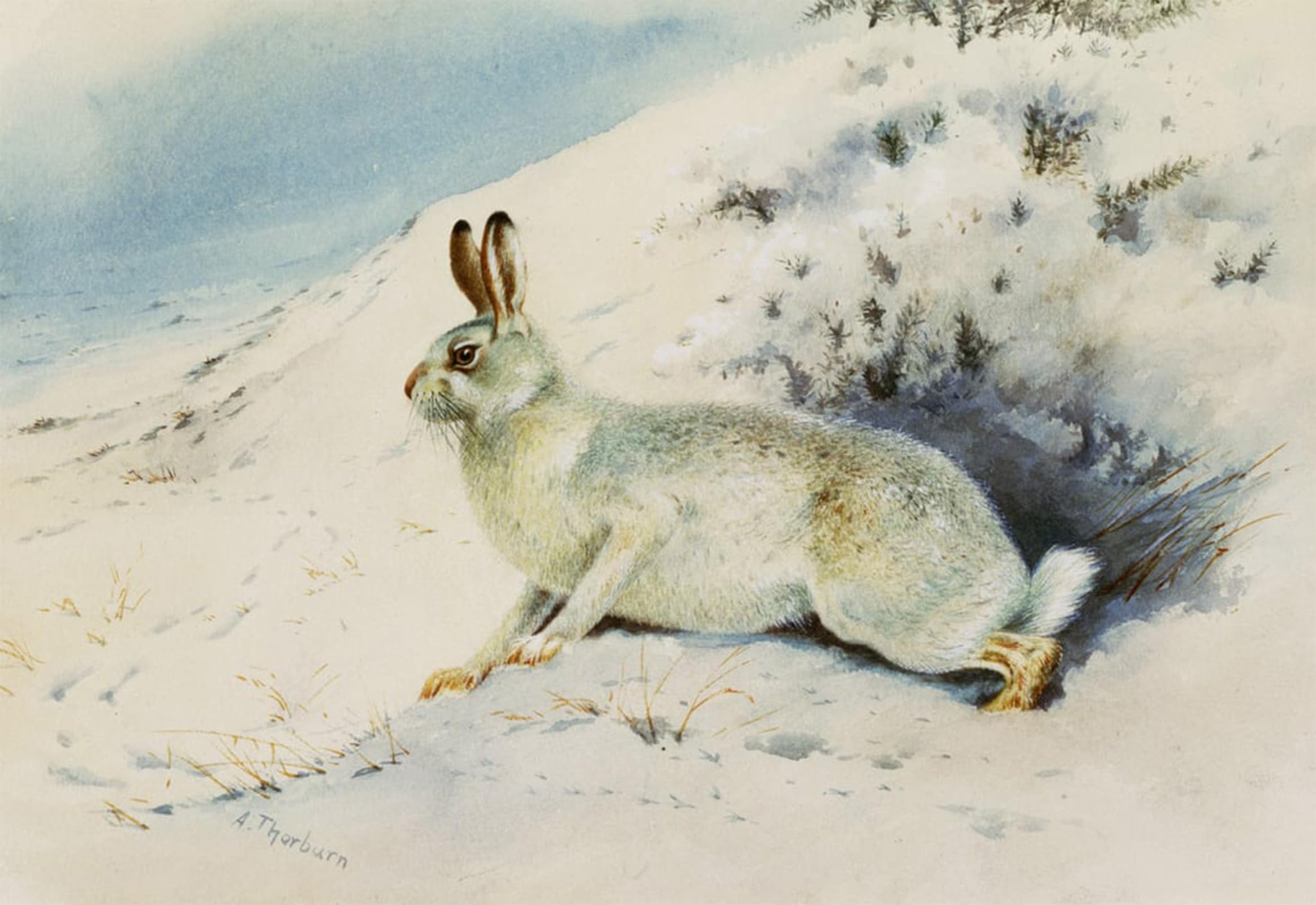 ARTXLXXBN Famous Art Print Poster Vintage Wall Art Hare by Archibald Thorburn Canvas Art Poster for Home Decor 60x90cm