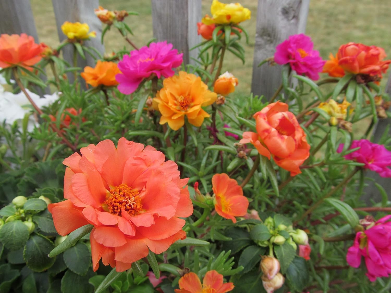 Seedtrees Experience the Beauty of Double Mixed colour Portulaca Flower or 9 O clock/Table Rose With roots 5 Live Plants in Nursary grow bags (Multicolour) (B0D1N4N4NW) Amazon Price History, Amazon Price Tracker