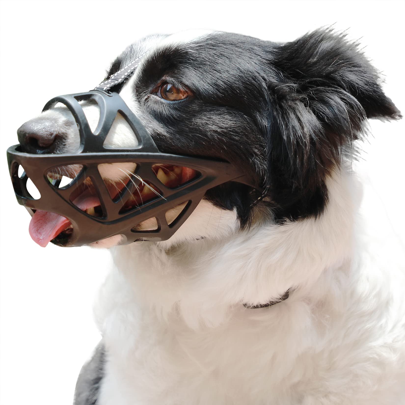 muzzle to stop dog scavenging