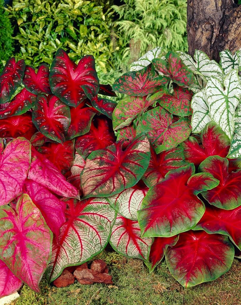 Mixed Caladium Bulbs, Bare Roots, Spring Planting (Bag of 20) - Easy-to-Grow Perennial Hosta with Heart-Shaped, Colorful Foliage for Gardens, Containers, and Indoor Displays